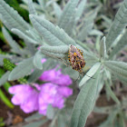 Sunflower Seed Bug