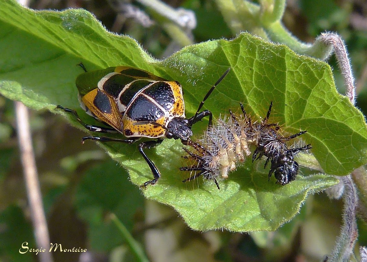Predatory stink bug eating an Actinote caterpillar