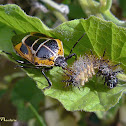 Predatory stink bug eating an Actinote caterpillar