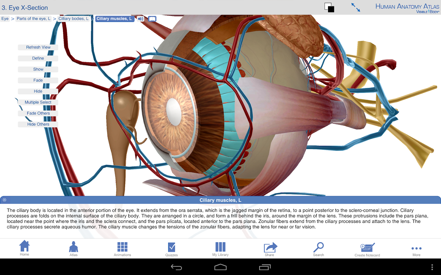 Human Anatomy Atlas - screenshot
