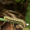 Swallow Tail Caterpillar