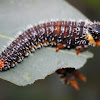 Spitfire caterpillar