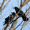 Common Ravens