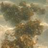 White Scroll Algae