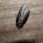 bark cockroach -male