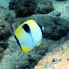 Teardrop Butterflyfish