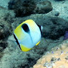 Teardrop Butterflyfish