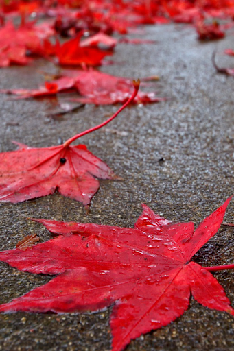 免費下載娛樂APP|Autumn Leaves in Water app開箱文|APP開箱王