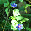 Blue Pimpernel