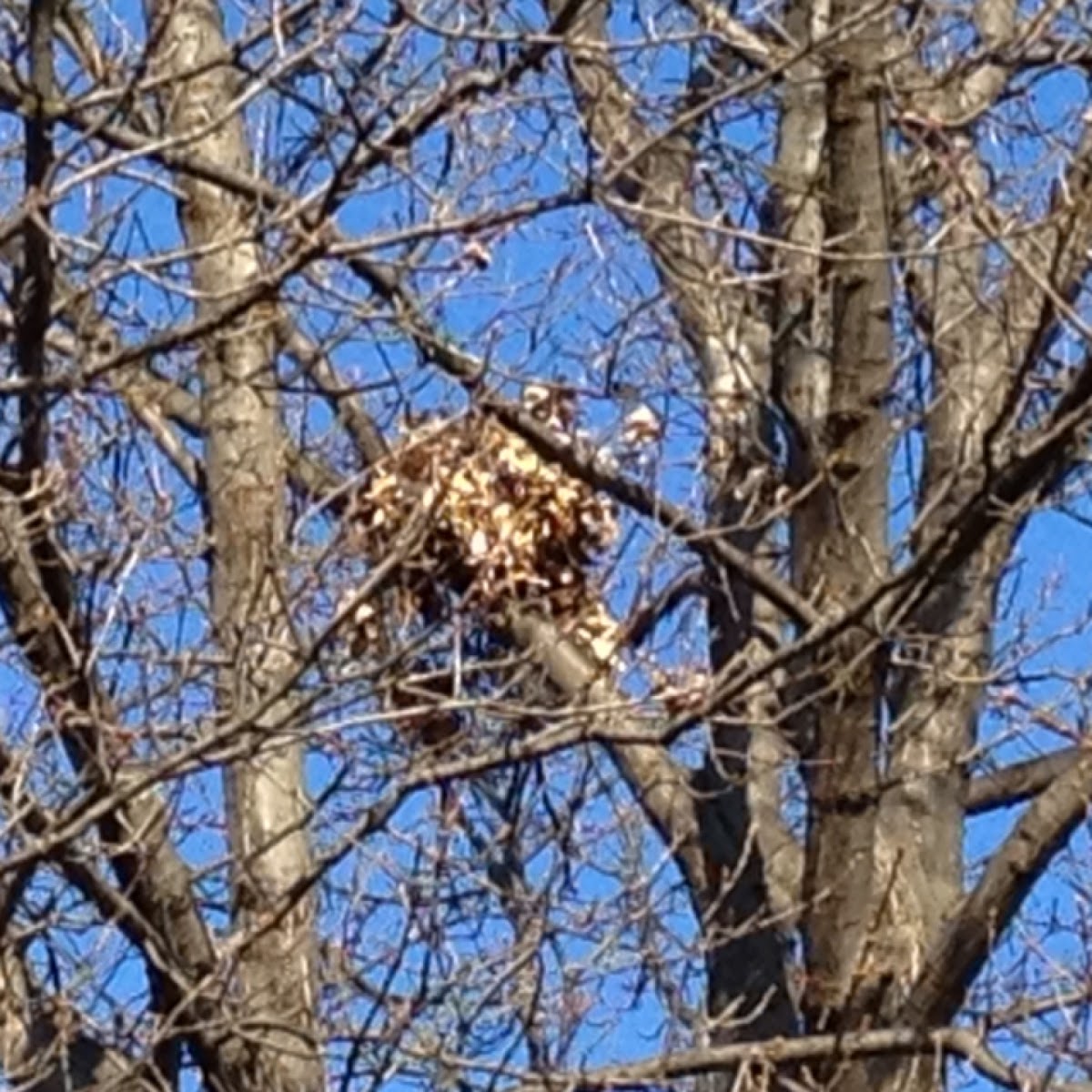 Fox Squirrel Nest