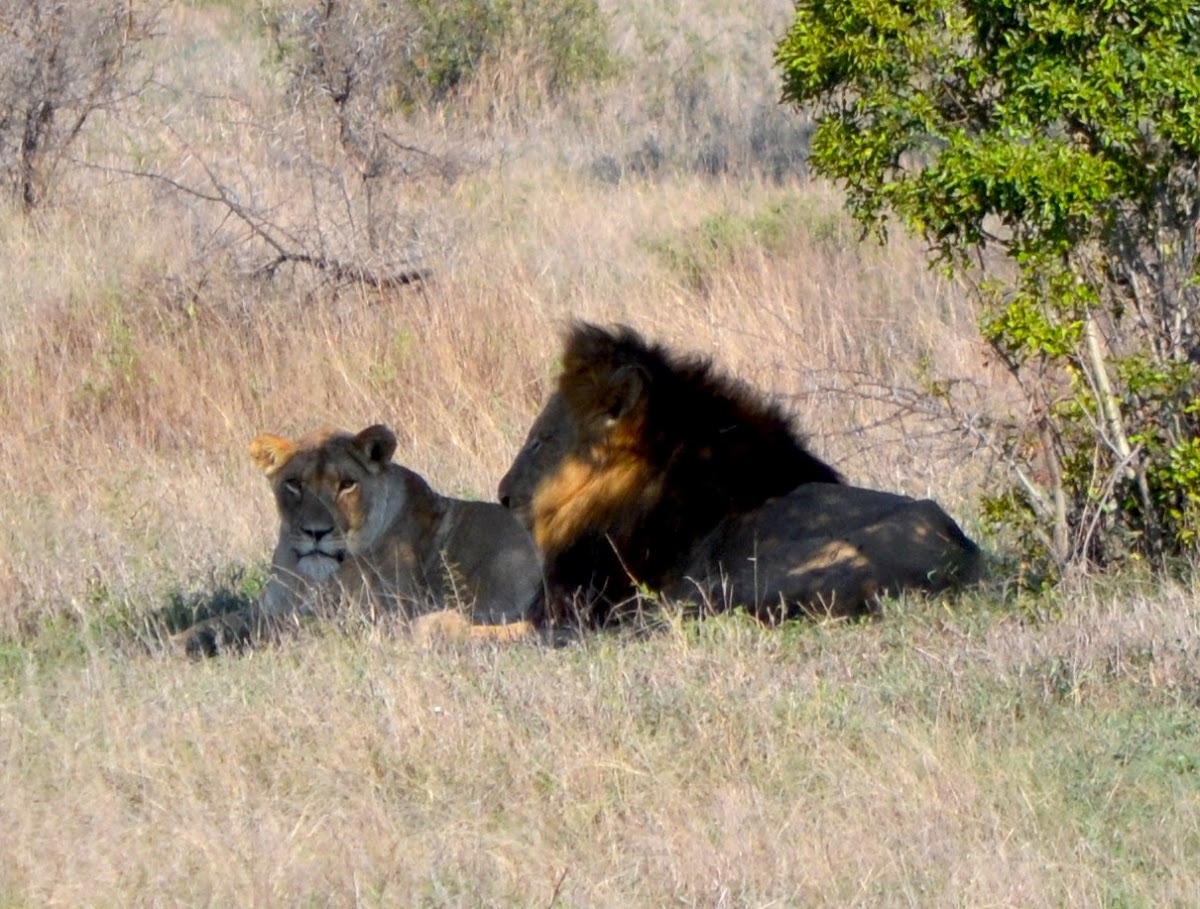 Lion (mating pair)