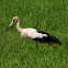 Maguari(Maguari Stork)
