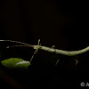 Stick Insect, Mithrenes - Nymph