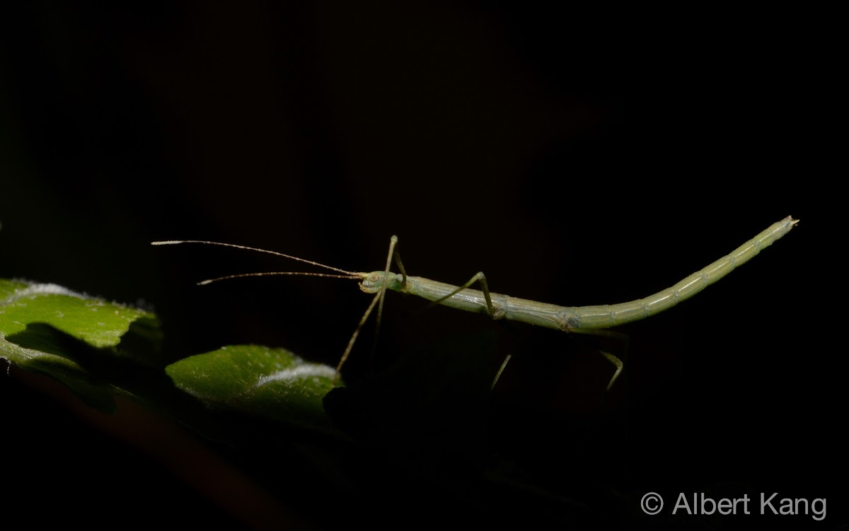 Stick Insect, Mithrenes - Nymph