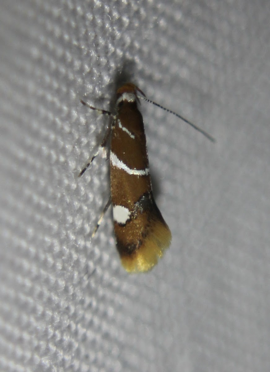 Suzuki's Promalactis Moth