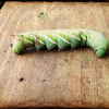 Carolina sphinx moth (larva)