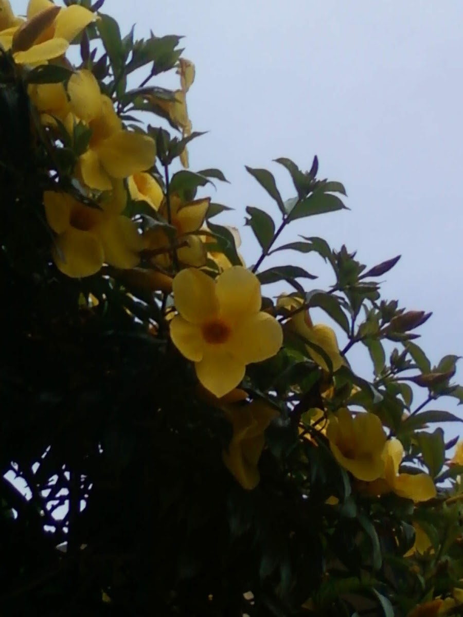 Alamanda