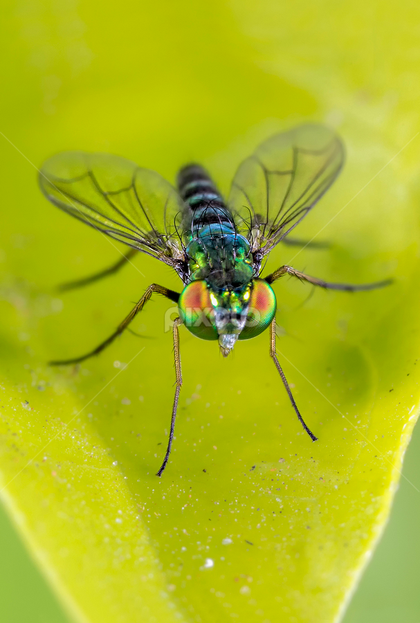 Condylostylus spp. (Diptera: Dolichopodidae) by Jefferson Allan - Animals Insects & Spiders
