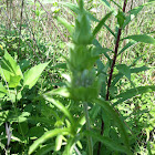 spotted beebalm