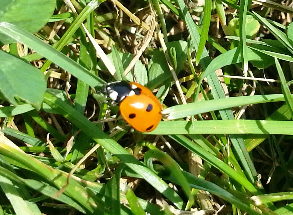 7 Spotted Lady Beetle