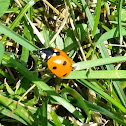 7 Spotted Lady Beetle