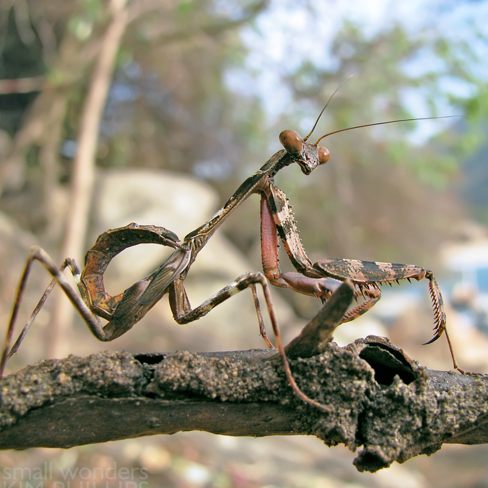 Unidentified Mantis Nymph