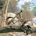 Unidentified Mantis Nymph