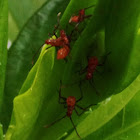 Assassin bug larvae