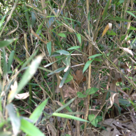 River Cane Project Noah