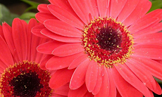 ガーベラの壁紙 Androidアプリ Applion