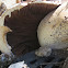 Agaricus sp. Mushrooms