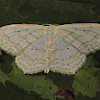 Moth - Large lace-border