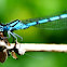 Azure damselfly