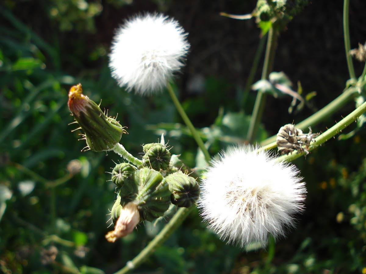 Hawksbeard