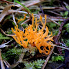 Small Coral fungus