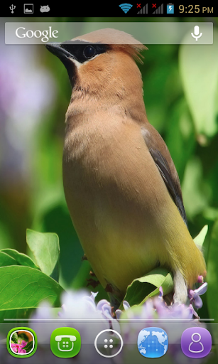 免費下載攝影APP|Birds Wallpapers app開箱文|APP開箱王