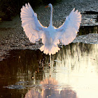 great egret