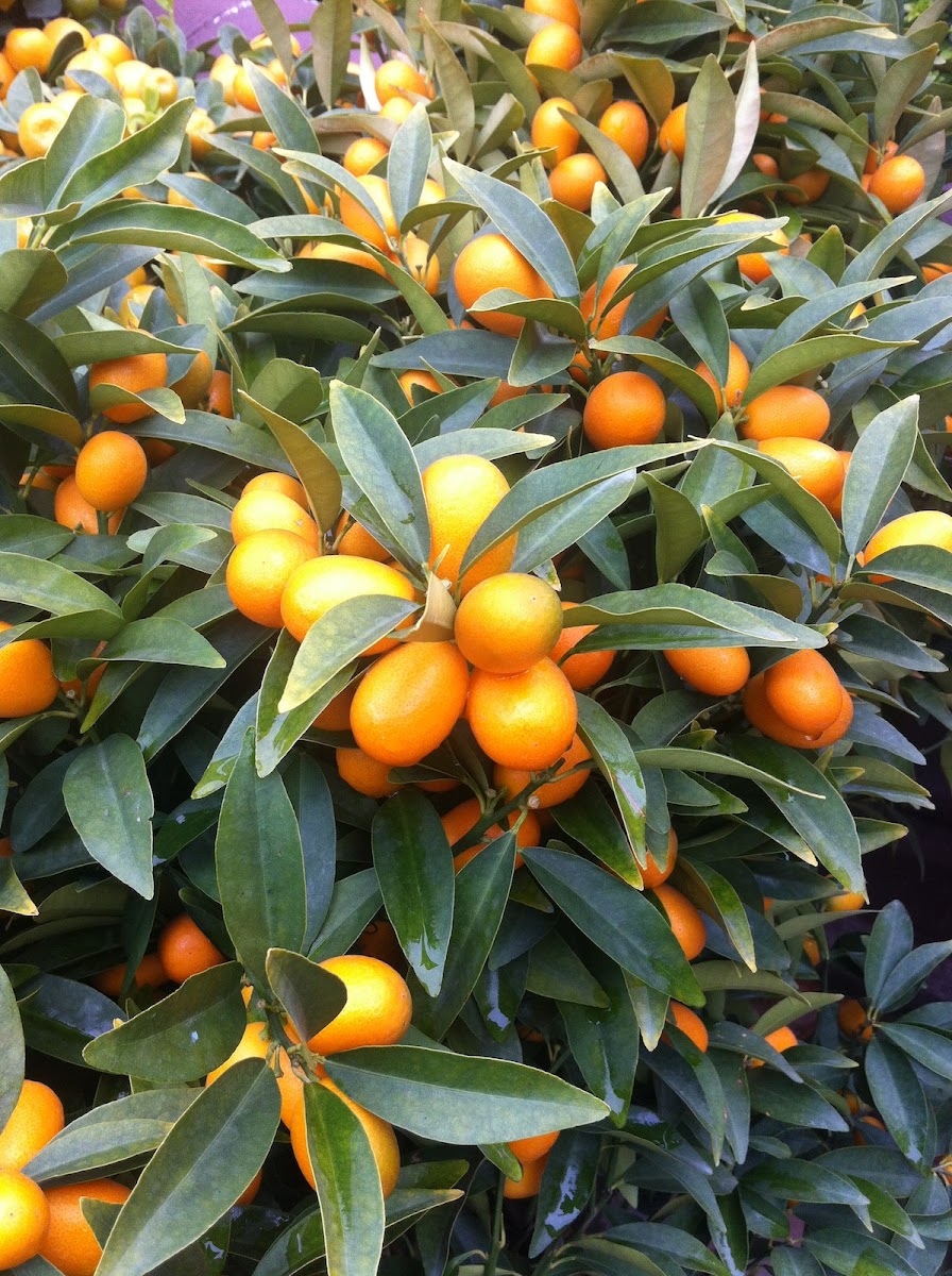 Kumquat (柑橘)