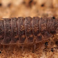 Terrestrial Isopods from Italy