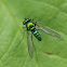 Long-legged Fly, male