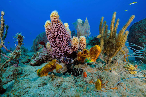 All the reefs along the coast of St. Eustatius Island are nationally protected and offer beautiful dives and some of the best scuba experiences that can be found.