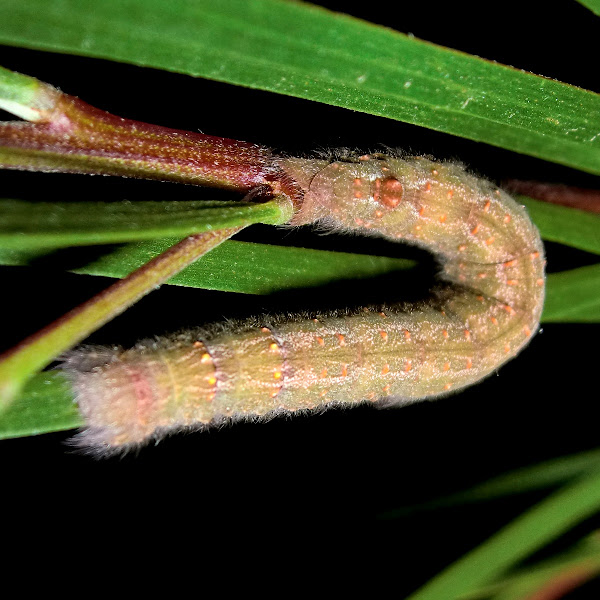Wattle Snout Moth Caterpillar Project Noah