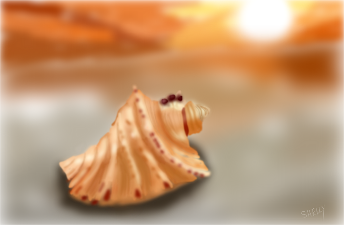 Seashell