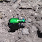 Six spotted tiger beetle