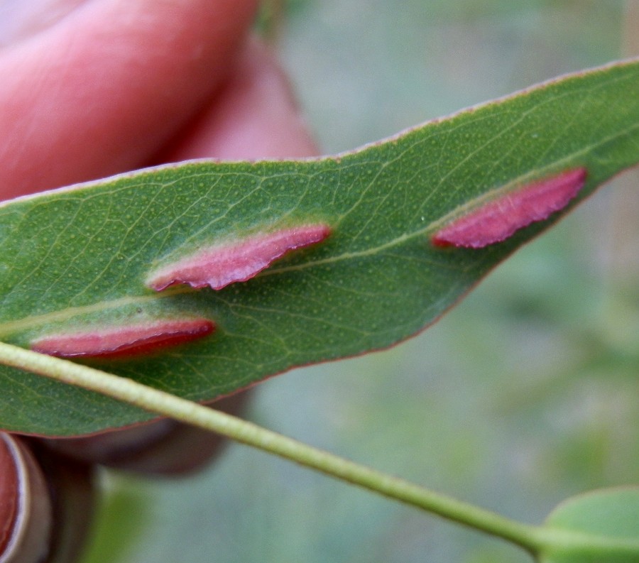 Eucalyptus wasp galls - female