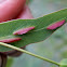 Eucalyptus wasp galls - female