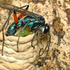 Blue Spider wasp
