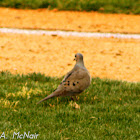 Mourning Dove