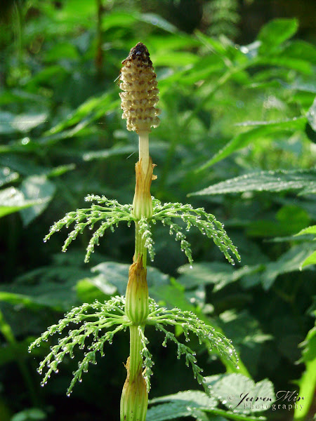 wood-horsetail-skrzyp-le-ny-project-noah
