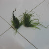 Green Sea Grass
